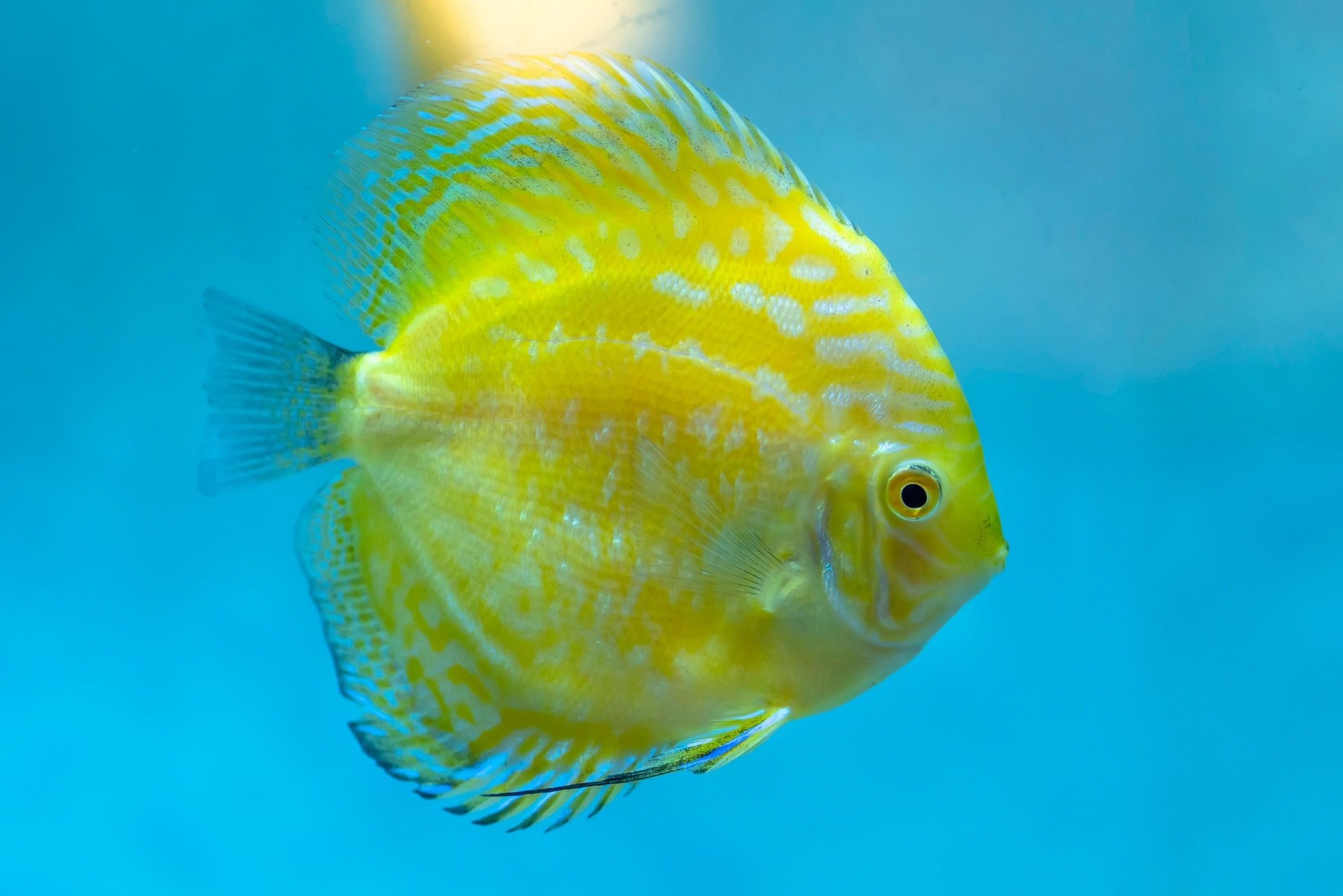 Albino discus fish