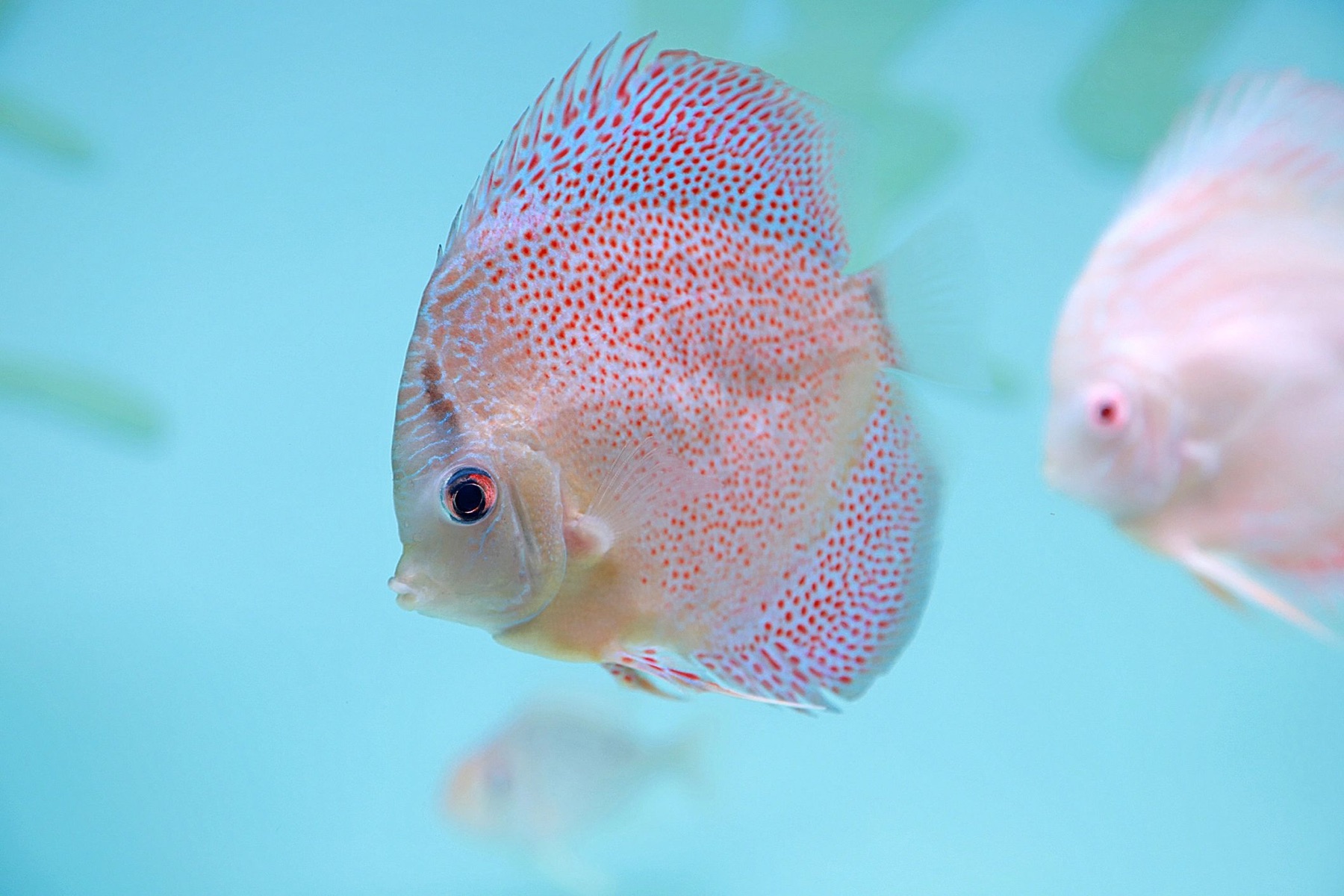 Leopard discus fish with spotted pattern