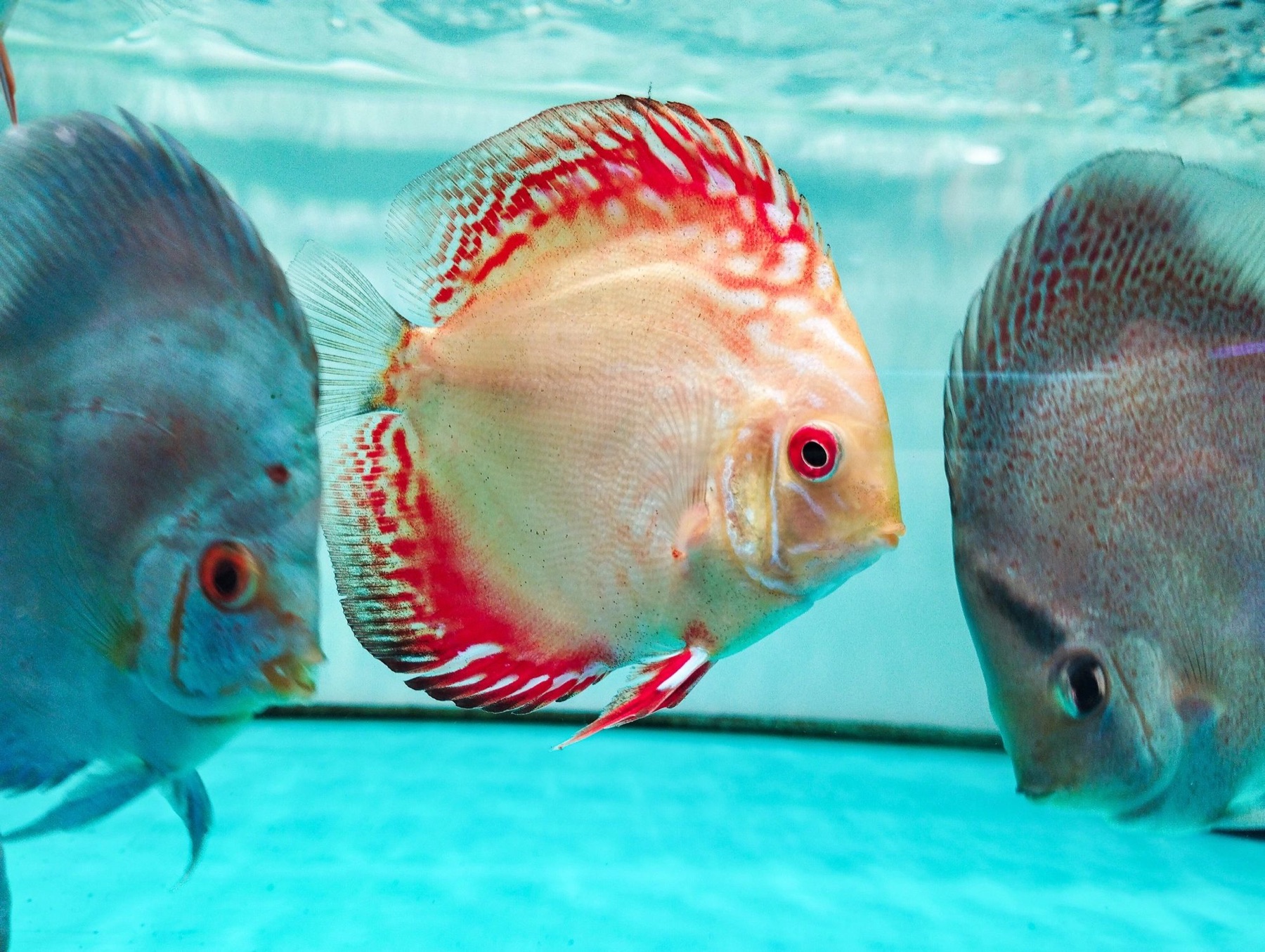 Pigeon Blood discus fish