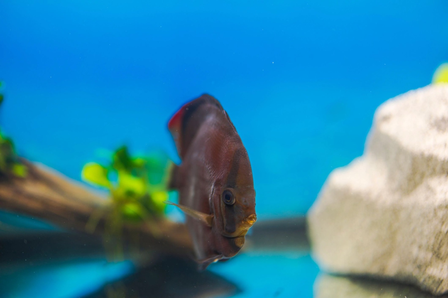 Red Melon discus fish in an aquarium