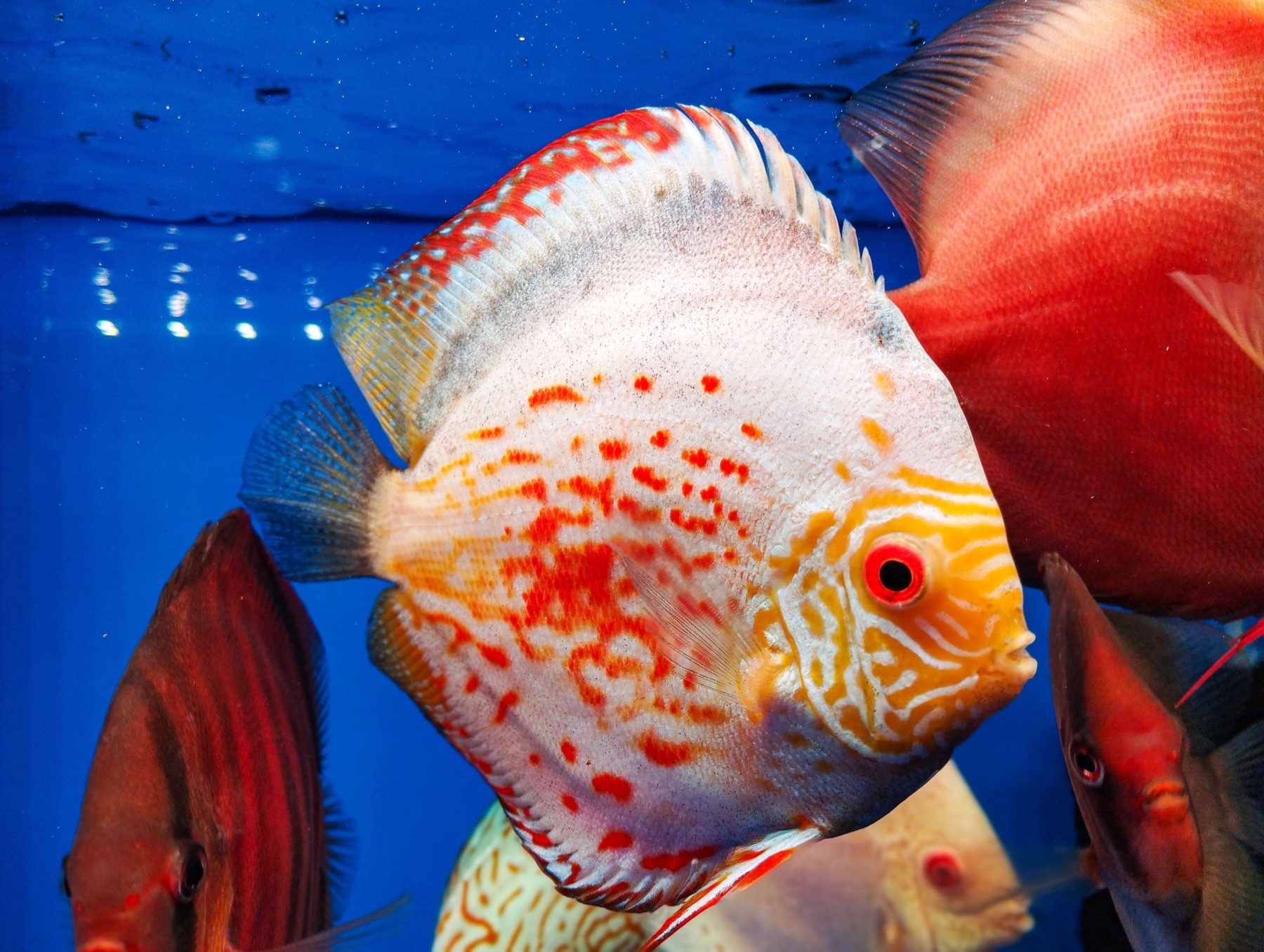 Red Spotted discus fish