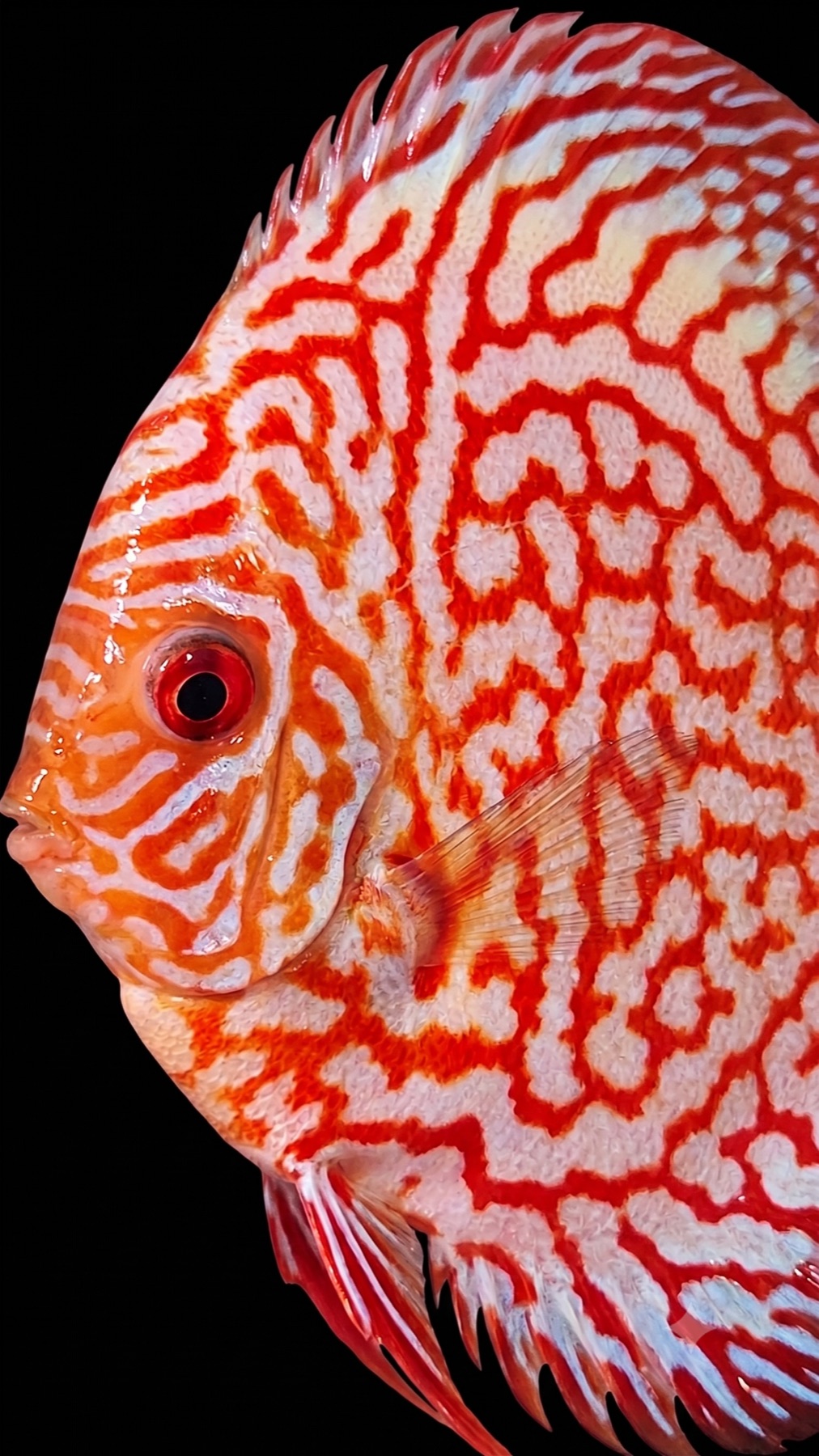 Red and white patterned discus fish