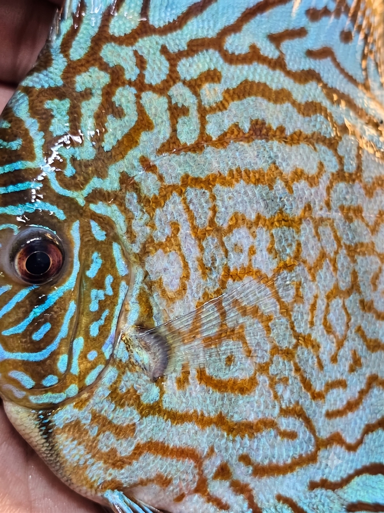 Teal and brown patterned discus fish
