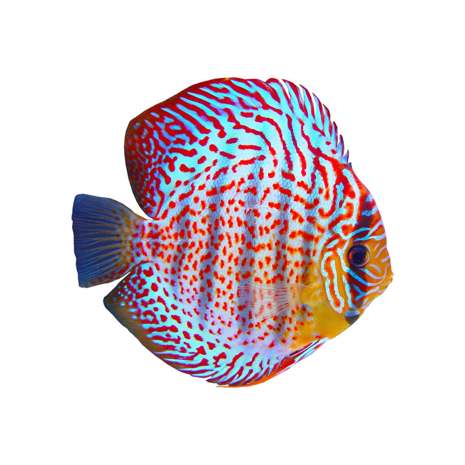 Wild discus fish